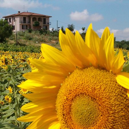 B&B Il Girasole - Rooms & House In Country - 1500 Meters From The City Montepulciano Luaran gambar