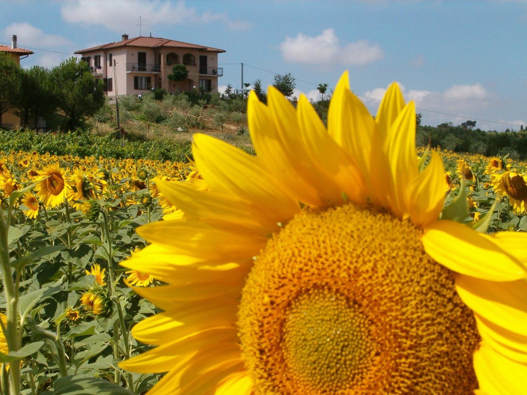 B&B Il Girasole - Rooms & House In Country - 1500 Meters From The City Montepulciano Luaran gambar